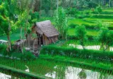 14-daagse rondreis Bali Compleet foto 4