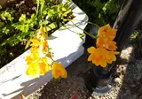 Zinovia foto 14