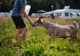 Camping Vestbirk foto 10