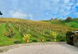 Weingut Rohrbacher foto 3