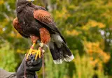 Schotse Hooglanden foto 21