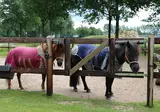Camping De Meibeek foto 5