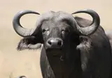 Explore the Great Nature of Kenya foto 3
