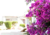 Petunia Ibiza foto 17