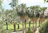 Ascos Coral Beach Hotel foto 27