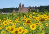 Rijnromantiek naar Rüdesheim met mps Serenade 2 foto 2