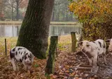 Bed and Breakfast Hoeve Springendal foto 21