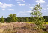 Bed and Breakfast Aan de Beek Arcen foto 19