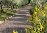 Tenuta Sant'Ilario foto 19