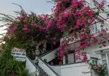 Fevro foto 14