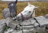 Ierland op het Gemak foto 20