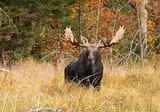 15 daagse fly drive Hoogtepunten Oost Canada foto 4