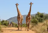 Ontdek het Noorden van Zuid-Afrika incl. Kruger foto 3