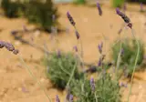Orelia Luxury Villas foto 17