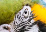 Discover the Nature of Brazil foto 6