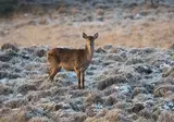 Kerst op de Veluwe, Nunspeet foto 2
