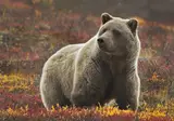 Alaska & Yukon Highlights foto 1