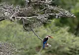 Geheime Schatten van Tanzania foto 13