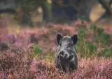 Veluwe Hotel De Beyaerd foto 45