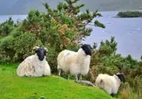 All of Ireland foto 10