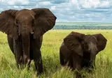 13 daagse safari Ritme van Serengeti & Zanzibar foto 3