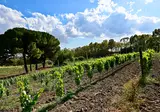 Azienda Vecchia Masseria foto 4