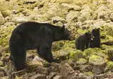 Rocky Mountain Rail Tour and the Inside Passage foto 19