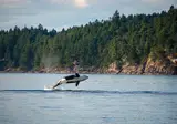 Whales, Bears and Vancouver Island foto 12