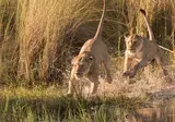 Fly In Luxury Safari Botswana foto 7