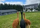 Landhotel Flora en Fauna foto 16