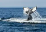 Atlantic Maritimes Tour foto 3