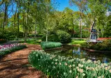 Fietscruise voorjaarstour tulpen en Nederlands erfgoed met De Holland foto 12
