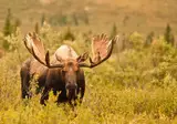 Ontdek Alaska foto 12