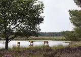 Landgoed Huize Bergen foto 34
