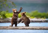 Alaska & Yukon Highlights foto 13