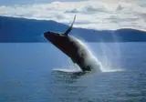 Rocky Mountain Rail Tour and the Inside Passage foto 24