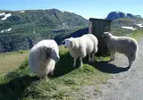 Bergen en fjorden foto 10
