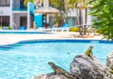 The Mill Resort & Suites Aruba foto 28
