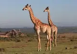 Garden Route Game Lodge foto 7
