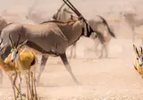 Discover Spectacular Namibia foto 7