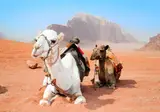 9 daagse fly drive Cultuurschatten Jordanië foto 4