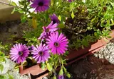 Zinovia foto 13