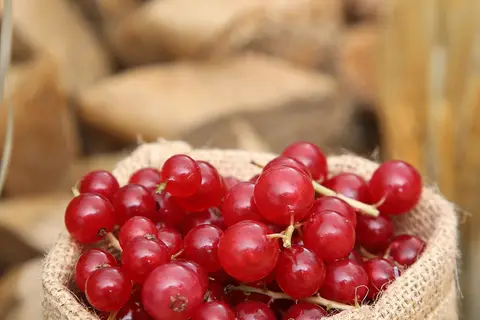Grand Cosmopolitan Hotel in Dubai, foto 19