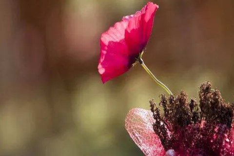 Hotel Restaurant Talens Coevorden foto 29