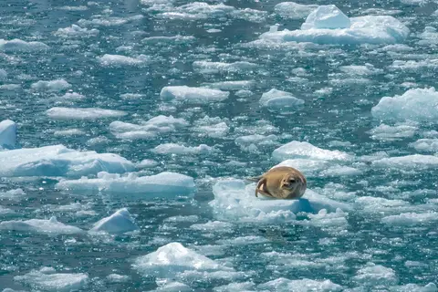 Grand Alaska Tour in Valdez — foto 15