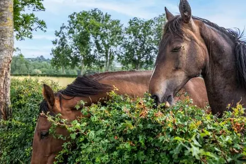 Landgoed Altenbroek in Noorbeek — foto 44