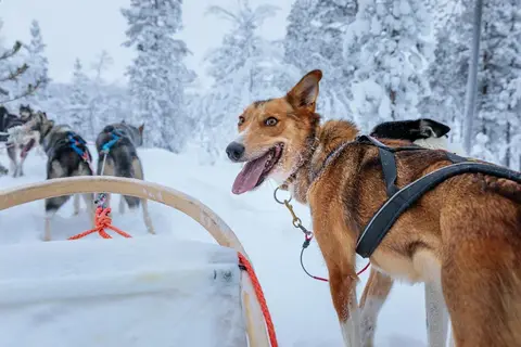8 daagse excursiereis Lapland hotel Ylläskaltio in Kolari — foto 2
