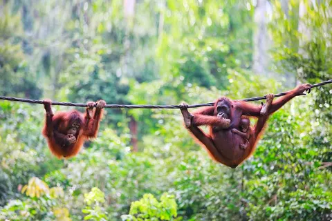 18-daagse rondreis Maleisië & Borneo in Cameron Highlands