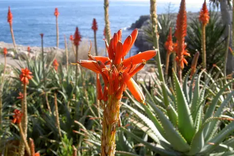 Parque Mar in Palma — foto 27