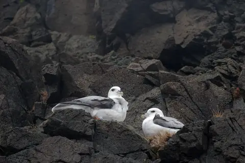 Natuurlijk IJsland in Complete rondreis IJsland — foto 14